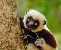 Closeup of young Coquerels sifaka chewing on foliage, Ankarafantsika, Madagascar Overview:<br />
https://www.jungledragon.com/image/41085/young_coquerels_sifaka_chewing_on_foliage_ankarafantsika_madagascar.html Africa,Ankarafantsika,Coquerels sifaka,Geotagged,Madagascar,Madagascar North,Propithecus coquereli,Spring,World