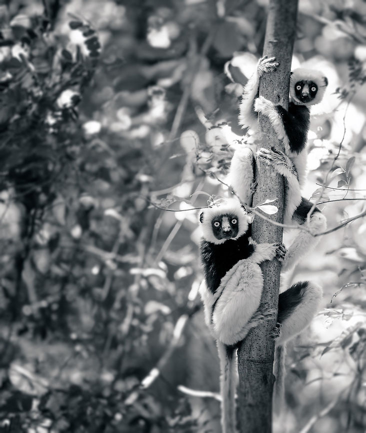 Coquerels sifaka neighbour duo, Ankarafantsika, Madagascar  Africa,Ankarafantsika,Coquerels sifaka,Geotagged,Madagascar,Madagascar North,Propithecus coquereli,Spring,World,black and white