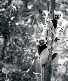 Coquerels sifaka neighbour duo, Ankarafantsika, Madagascar  Africa,Ankarafantsika,Coquerels sifaka,Geotagged,Madagascar,Madagascar North,Propithecus coquereli,Spring,World,black and white
