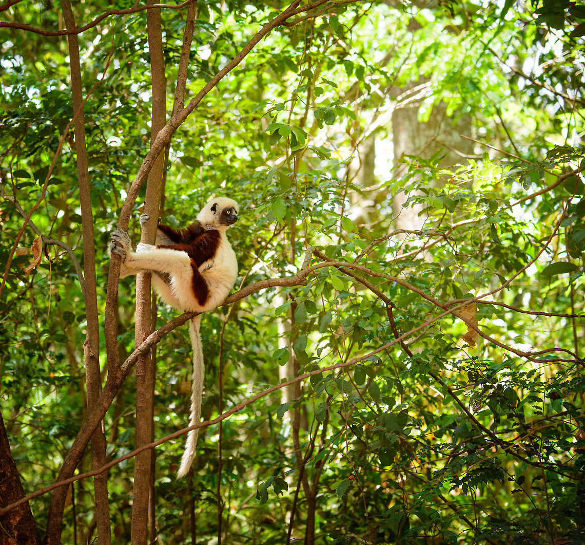 Master of trees, the Coquerels sifaka A group of these decided to have their siesta break right behind our bungalow. It is amazing how comfortable they are in trees. Africa,Ankarafantsika,Coquerels sifaka,Geotagged,Madagascar,Madagascar North,Propithecus coquereli,Spring,World