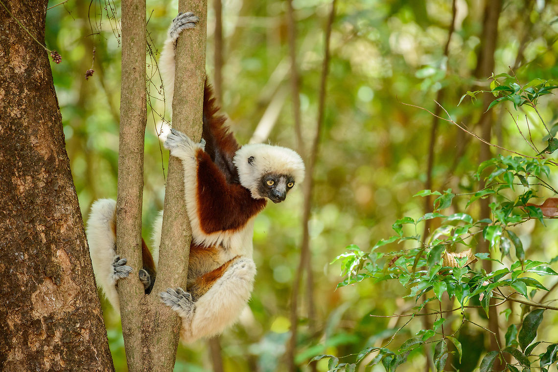 Adult Coquerels sifaka coming down tree, Ankarafantsika, Madagascar  Africa,Ankarafantsika,Coquerels sifaka,Geotagged,Madagascar,Madagascar North,Propithecus coquereli,Spring,World