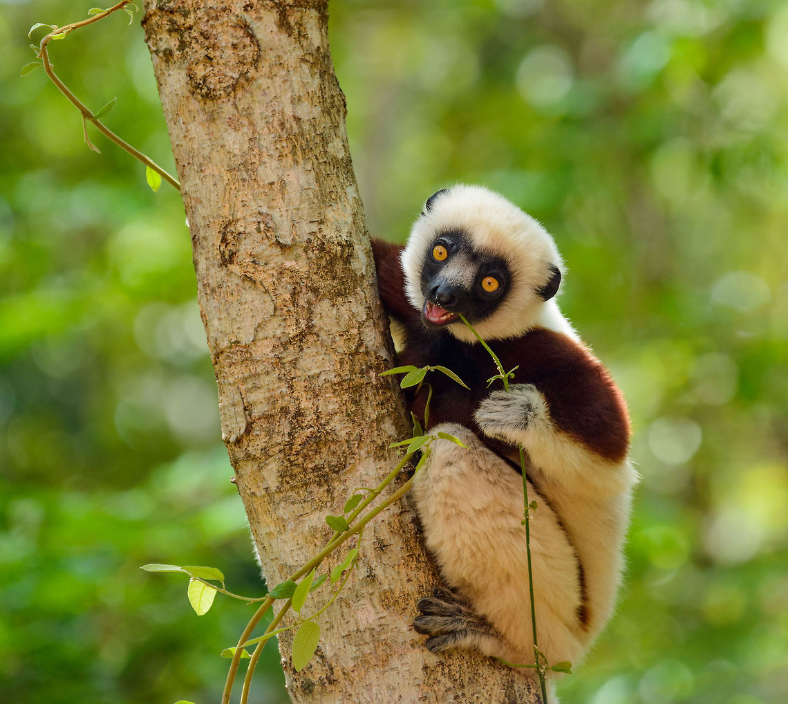 Young Coquerels sifaka chewing on foliage, Ankarafantsika, Madagascar Closeup:<br />
<figure class="photo"><a href="https://www.jungledragon.com/image/41081/closeup_of_young_coquerels_sifaka_chewing_on_foliage_ankarafantsika_madagascar.html" title="Closeup of young Coquerels sifaka chewing on foliage, Ankarafantsika, Madagascar"><img src="https://s3.amazonaws.com/media.jungledragon.com/images/2/41081_thumb.jpg?AWSAccessKeyId=05GMT0V3GWVNE7GGM1R2&Expires=1769040010&Signature=zhRD9QP3TLaOqTPdXPZLql6n70k%3D" width="200" height="166" alt="Closeup of young Coquerels sifaka chewing on foliage, Ankarafantsika, Madagascar Overview:<br />
https://www.jungledragon.com/image/41085/young_coquerels_sifaka_chewing_on_foliage_ankarafantsika_madagascar.html Africa,Ankarafantsika,Coquerels sifaka,Geotagged,Madagascar,Madagascar North,Propithecus coquereli,Spring,World" /></a></figure> Africa,Ankarafantsika,Coquerels sifaka,Geotagged,Madagascar,Madagascar North,Propithecus coquereli,Spring,World