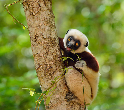 Young Coquerels sifaka chewing on foliage, Ankarafantsika, Madagascar Closeup:
https://www.jungledragon.com/image/41081/closeup_of_young_coquerels_sifaka_chewing_on_foliage_ankarafantsika_madagascar.html Africa,Ankarafantsika,Coquerels sifaka,Geotagged,Madagascar,Madagascar North,Propithecus coquereli,Spring,World