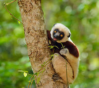 Young Coquerels sifaka chewing on foliage, Ankarafantsika, Madagascar Closeup:<br />
https://www.jungledragon.com/image/41081/closeup_of_young_coquerels_sifaka_chewing_on_foliage_ankarafantsika_madagascar.html Africa,Ankarafantsika,Coquerels sifaka,Geotagged,Madagascar,Madagascar North,Propithecus coquereli,Spring,World