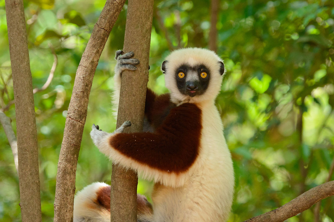 Closeup of Adult Coquerels sifaka posing, Ankarafantsika, Madagascar Overview:<br />
<figure class="photo"><a href="https://www.jungledragon.com/image/41091/adult_coquerels_sifaka_posing_ankarafantsika_madagascar.html" title="Adult Coquerels sifaka posing, Ankarafantsika, Madagascar"><img src="https://s3.amazonaws.com/media.jungledragon.com/images/2/41091_thumb.jpg?AWSAccessKeyId=05GMT0V3GWVNE7GGM1R2&Expires=1769040010&Signature=iaOlx9KIGi6hhrdIEjGwtmaMfro%3D" width="200" height="134" alt="Adult Coquerels sifaka posing, Ankarafantsika, Madagascar My personal favorite of our encounter with these peaceful, beautiful animals. This one really came across as genuinely friendly, happy, and healthy. We have this one as a poster in our living room. Closeup:<br />
https://www.jungledragon.com/image/41087/closeup_of_adult_coquerels_sifaka_posing_ankarafantsika_madagascar.html Africa,Ankarafantsika,Coquerels sifaka,Geotagged,Madagascar,Madagascar North,Propithecus coquereli,Spring,World" /></a></figure> Africa,Ankarafantsika,Coquerels sifaka,Geotagged,Madagascar,Madagascar North,Propithecus coquereli,Spring,World