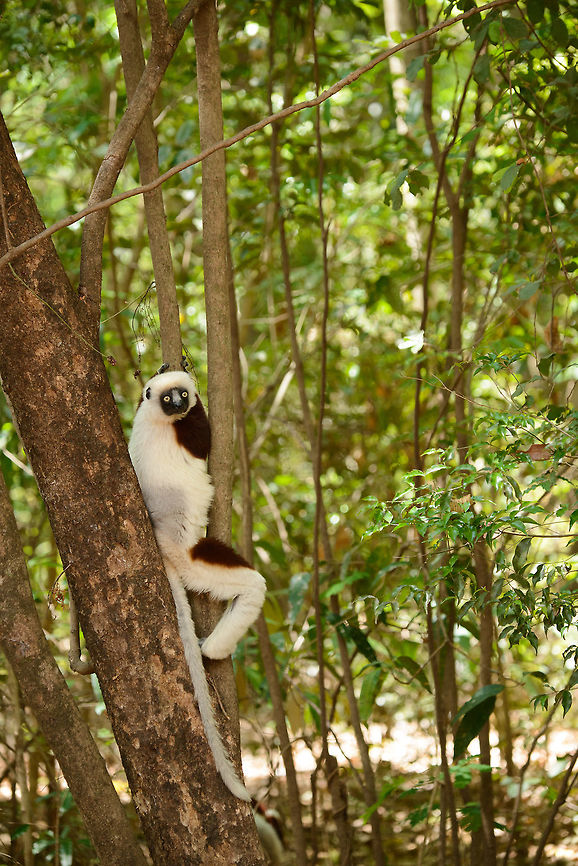 Coquerels sifaka delaying descent from tree, Ankarafantsika, Madagascar This Sifaka was coming down the tree when it got somewhat stuck in between the trunks of these trees. As it found the position surprisingly comfortable, it decided to just hang in there for the next 15 minutes. Africa,Ankarafantsika,Coquerels sifaka,Geotagged,Madagascar,Madagascar North,Propithecus coquereli,Spring,World