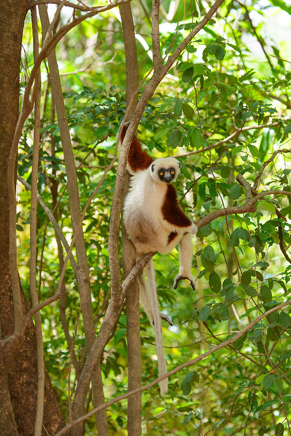 Coquerels sifaka hanging out, Ankarafantsika, Madagascar Giving a good view of their hind legs which are more like additional arms. Africa,Ankarafantsika,Coquerels sifaka,Geotagged,Madagascar,Madagascar North,Propithecus coquereli,Spring,World