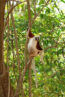 Coquerels sifaka hanging out, Ankarafantsika, Madagascar Giving a good view of their hind legs which are more like additional arms. Africa,Ankarafantsika,Coquerels sifaka,Geotagged,Madagascar,Madagascar North,Propithecus coquereli,Spring,World