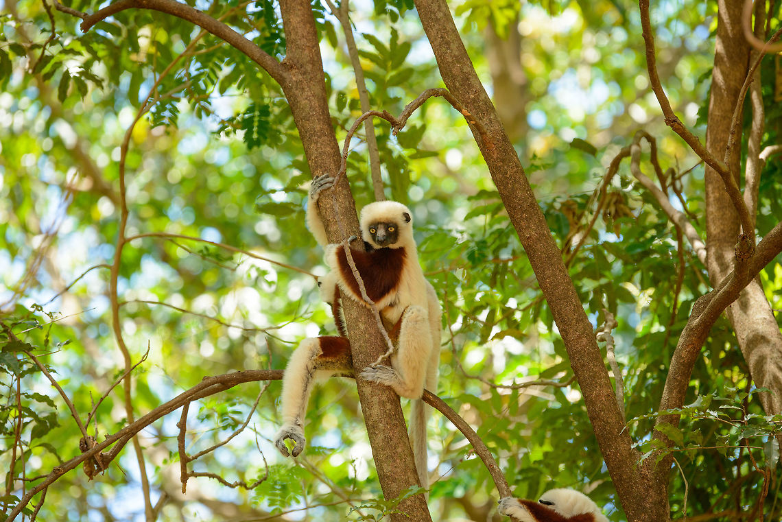 Coquerels sifaka contemplating, Ankarafantsika, Madagascar  Africa,Ankarafantsika,Coquerels sifaka,Geotagged,Madagascar,Madagascar North,Propithecus coquereli,Spring,World
