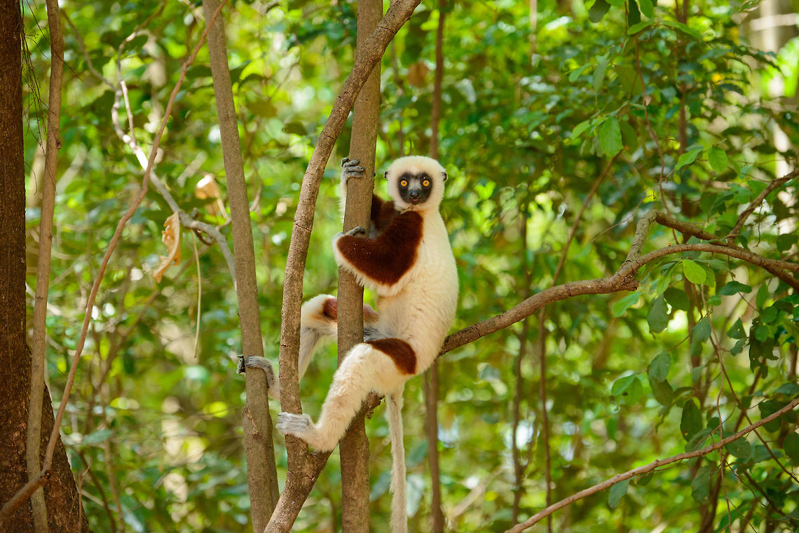 Adult Coquerels sifaka posing, Ankarafantsika, Madagascar My personal favorite of our encounter with these peaceful, beautiful animals. This one really came across as genuinely friendly, happy, and healthy. We have this one as a poster in our living room. Closeup:<br />
<figure class="photo"><a href="https://www.jungledragon.com/image/41087/closeup_of_adult_coquerels_sifaka_posing_ankarafantsika_madagascar.html" title="Closeup of Adult Coquerels sifaka posing, Ankarafantsika, Madagascar"><img src="https://s3.amazonaws.com/media.jungledragon.com/images/2/41087_thumb.jpg?AWSAccessKeyId=05GMT0V3GWVNE7GGM1R2&Expires=1763596810&Signature=WLphaBPphRluECL8vsavlqjp%2BKo%3D" width="200" height="134" alt="Closeup of Adult Coquerels sifaka posing, Ankarafantsika, Madagascar Overview:<br />
https://www.jungledragon.com/image/41091/adult_coquerels_sifaka_posing_ankarafantsika_madagascar.html Africa,Ankarafantsika,Coquerels sifaka,Geotagged,Madagascar,Madagascar North,Propithecus coquereli,Spring,World" /></a></figure> Africa,Ankarafantsika,Coquerels sifaka,Geotagged,Madagascar,Madagascar North,Propithecus coquereli,Spring,World