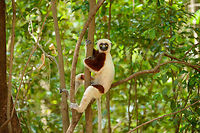 Adult Coquerels sifaka posing, Ankarafantsika, Madagascar My personal favorite of our encounter with these peaceful, beautiful animals. This one really came across as genuinely friendly, happy, and healthy. We have this one as a poster in our living room. Closeup:<br />
https://www.jungledragon.com/image/41087/closeup_of_adult_coquerels_sifaka_posing_ankarafantsika_madagascar.html Africa,Ankarafantsika,Coquerels sifaka,Geotagged,Madagascar,Madagascar North,Propithecus coquereli,Spring,World