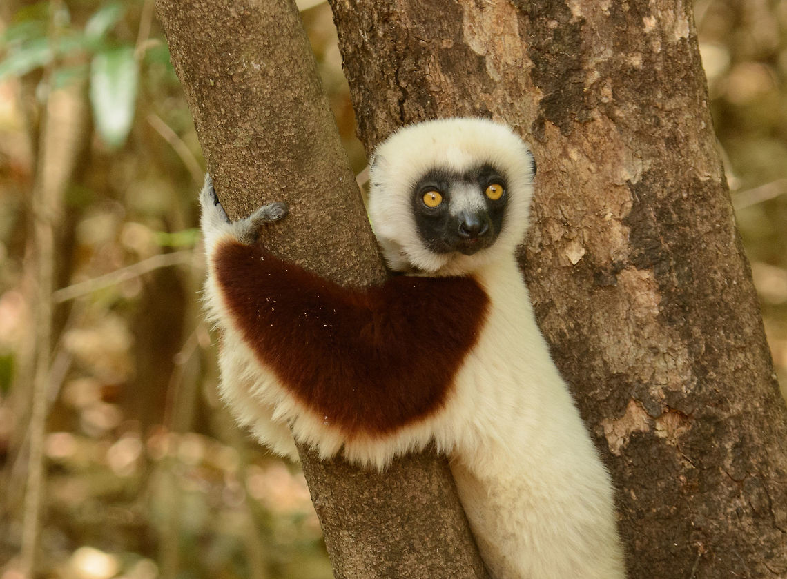 Closeup of Adult Coquerels sifaka, Ankarafantsika, Madagascar Note the beauty of their coat. Africa,Ankarafantsika,Coquerels sifaka,Geotagged,Madagascar,Madagascar North,Propithecus coquereli,Spring,World