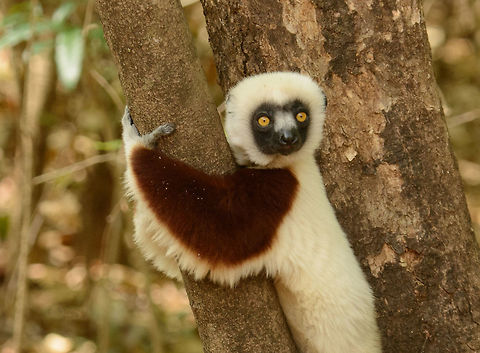 Closeup of Adult Coquerels sifaka, Ankarafantsika, Madagascar Note the beauty of their coat. Africa,Ankarafantsika,Coquerels sifaka,Geotagged,Madagascar,Madagascar North,Propithecus coquereli,Spring,World