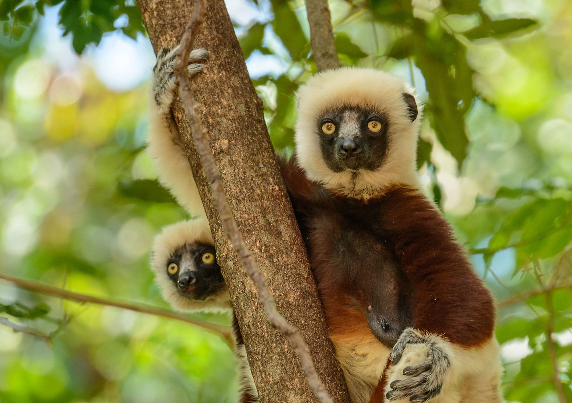 Coquerels sifaka mother and young, Ankarafantsika, Madagascar Curiosity and boredom in a single frame. Africa,Ankarafantsika,Coquerels sifaka,Geotagged,Madagascar,Madagascar North,Propithecus coquereli,Spring,World