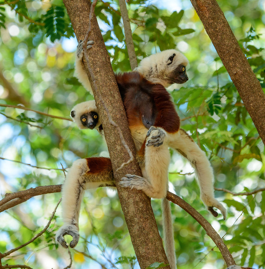 Many-legged Coquerels sifaka, Ankarafantsika, Madagascar  Africa,Ankarafantsika,Coquerels sifaka,Geotagged,Madagascar,Madagascar North,Propithecus coquereli,Spring,World