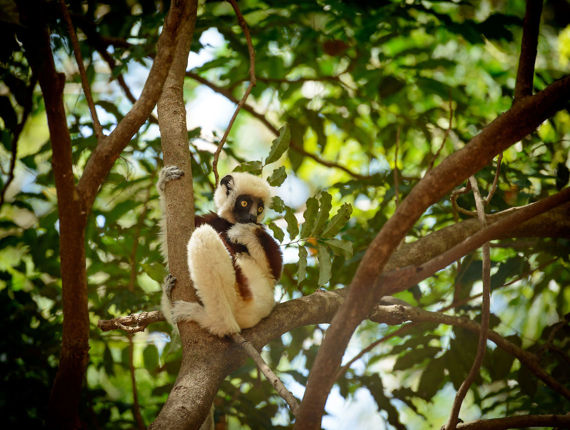 Coquerels sifaka - the next generation, Ankarafantsika, Madagascar Closeup:<br />
<figure class="photo"><a href="https://www.jungledragon.com/image/41097/coquerels_sifaka_-_the_next_generation_closeup_ankarafantsika_madagascar.html" title="Coquerels sifaka - the next generation closeup, Ankarafantsika, Madagascar"><img src="https://s3.amazonaws.com/media.jungledragon.com/images/2/41097_thumb.jpg?AWSAccessKeyId=05GMT0V3GWVNE7GGM1R2&Expires=1759968010&Signature=iB%2F1TD9iBopXvc58I3Uq4jtlU%2F4%3D" width="102" height="152" alt="Coquerels sifaka - the next generation closeup, Ankarafantsika, Madagascar  Africa,Ankarafantsika,Coquerels sifaka,Geotagged,Madagascar,Madagascar North,Propithecus coquereli,Spring,World" /></a></figure> Africa,Ankarafantsika,Coquerels sifaka,Geotagged,Madagascar,Madagascar North,Propithecus coquereli,Spring,World