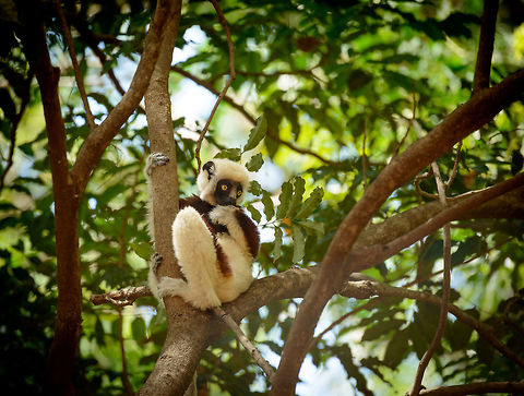 Coquerels sifaka - the next generation, Ankarafantsika, Madagascar Closeup:
https://www.jungledragon.com/image/41097/coquerels_sifaka_-_the_next_generation_closeup_ankarafantsika_madagascar.html Africa,Ankarafantsika,Coquerels sifaka,Geotagged,Madagascar,Madagascar North,Propithecus coquereli,Spring,World