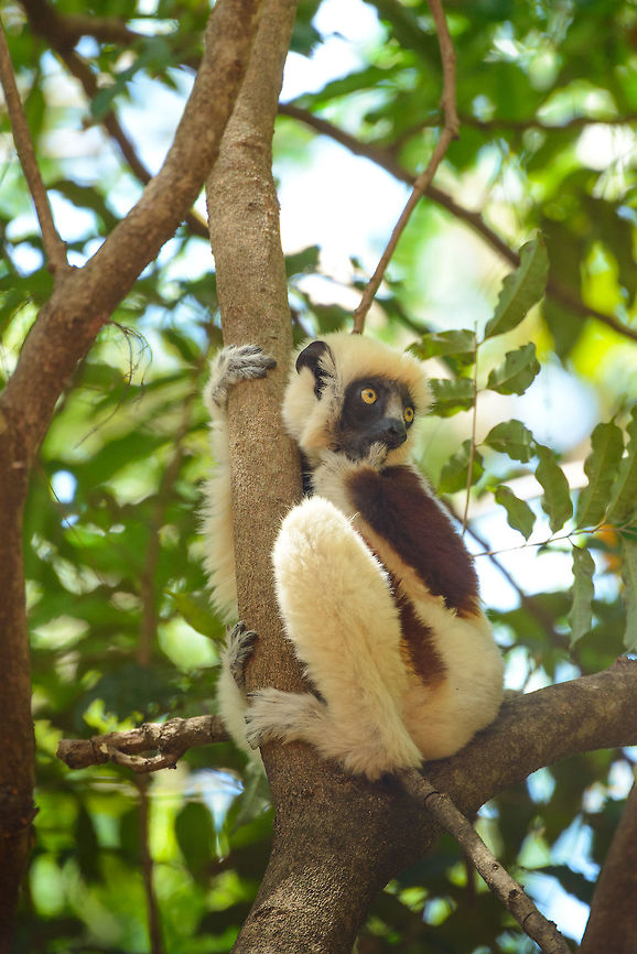 Coquerels sifaka - the next generation closeup, Ankarafantsika, Madagascar  Africa,Ankarafantsika,Coquerels sifaka,Geotagged,Madagascar,Madagascar North,Propithecus coquereli,Spring,World