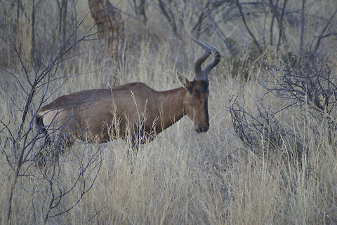 Male Impala A male impala in attack position in the dry winter grass of Pretoria, South Africa. Impala,Male,South Africa