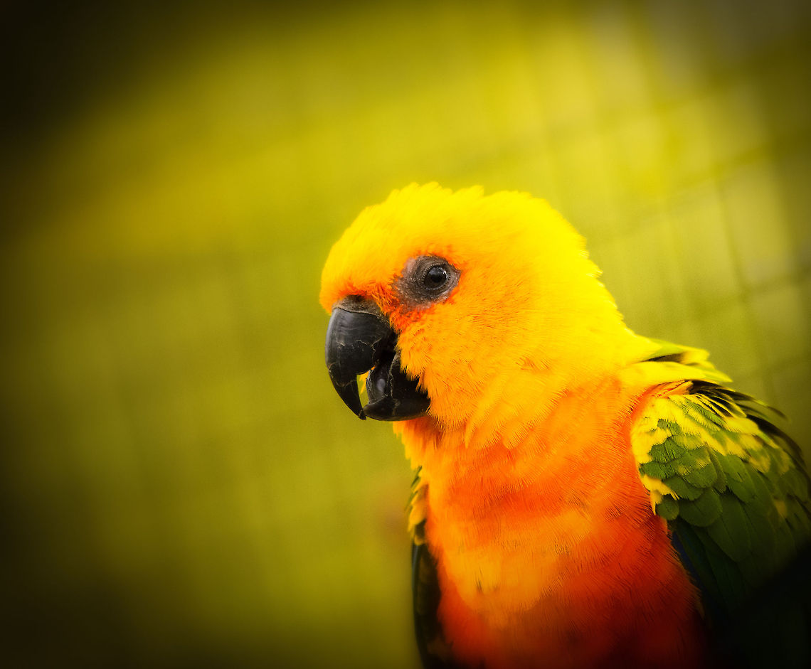 Sun Parakeet to cheer up the world  Aratinga solstitialis,Geotagged,Papegaaienpark VeldHoven,Parrot Park Veldhoven,Sun Parakeet,The Netherlands,birds