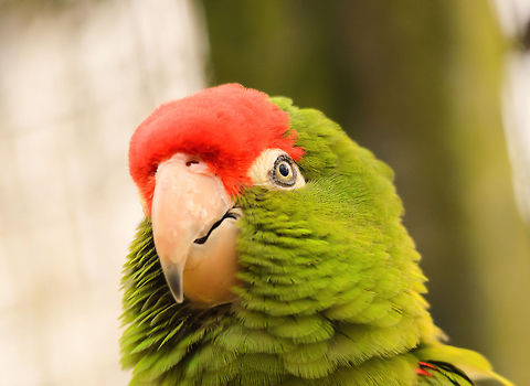 Red-crowned Amazon closeup Amazons are such complex species to identify, they all look very similar and even the colors that mix in with their overall green feathers are usually not definitive clues. For example, this is one of many species with a red crown. What gives this one away is its green cheeks (an alias of this specie is the green cheecked amazon), where usually other red fronted Amazons have small color patterns on their cheecks, this one does not.  Amazona viridigenalis,Amazons,Geotagged,Papegaaienpark VeldHoven,Parrot Park Veldhoven,Red-crowned Amazon,The Netherlands,birds