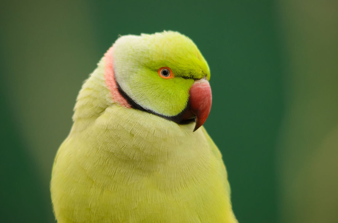 Alexandrine parakeet (female) Spotted in the Parrot Park Veldhoven. Easy to recognize by its green color (female), pink band around its neck, orange eye lids and curved red beak.  Alexandrine parakeet,Geotagged,Papegaaienpark VeldHoven,Parrot Park Veldhoven,Psittacula eupatria,The Netherlands,birds