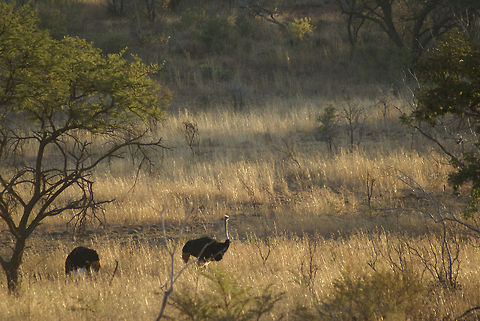 Ostrich in the distance Ostriches enjoying the evening sun in Pretoria, South Africa. Flightless birds,Ostrich,South Africa,Struthio camelus