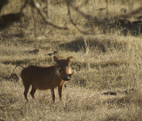 Warthog Defensive as always. His skin is orange due to the sand, in other areas of South Africa these same species are colored grey. Mammals,Phacochoerus africanus,South Africa,Warthog