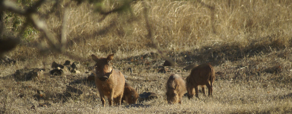 Warthog family &quot;Do not come near us&quot; Mammals,Phacochoerus africanus,South Africa,Warthog
