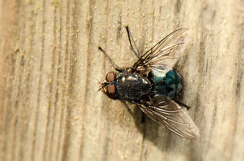 Blue bottle fly My very first living macro, a blue bottle fly resting on a fence in our garden. These flies are nastly little creatures, they feed on the wounded or dead and plant their eggs in their tissue to feed their larvae. You can recognize them by their blue metallic color and their relatively large size.

This photo is captured handheld and 70% cropped. It's not perfectly sharp, but it's a start. For the first time, I used my SB700 flash on my new macro lens. It's awesome. I had worries that the flash would be too close to the subject. I also expected directional problems since the flash is far above the lens. Both turn out to be non-issues. Everything just works automatically, the flash timing and strength all adjust to this lens and focal length.  Blue bottle fly,Calliphora vomitoria,Macro