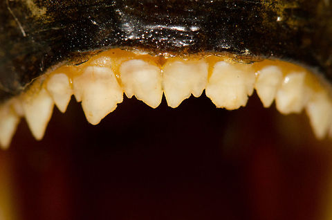 Piranha upper jaw teeth closeup A very detailed view at the saw-like row of upper teeth of the red bellied piranha. Note that this is only one row, a second sits behind the frontal row. 

This photo is taken from a conserved specie, in case you were wondering. And yes, I always have a dead piranha in my house. It's proven to be handy, to scare kids, or to use as a macro test subject in this case. Macro,Pygocentrus nattereri,Red-bellied piranha