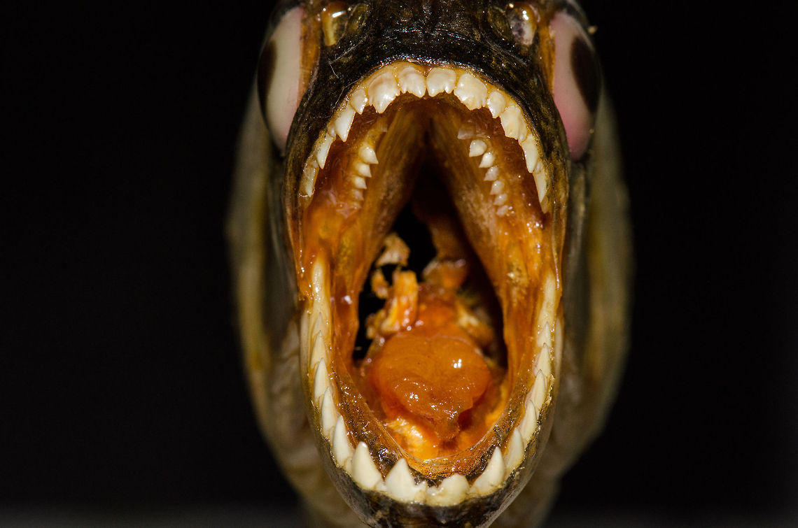 If you'd be a bleeding fish... ...this would be the last thing you see if a piranha was near. <br />
<br />
For the record, unlike Hollywood myths, piranhas are not dangerous to humans. In all of recorded human history not one kill has been documented. Macro,Pygocentrus nattereri,Red-bellied piranha