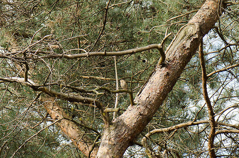 Territorial Tree Pipit I know it's far away but even this photo is cropped already. I came across this bird I did not know and had no time to switch lenzes. Based on the patterns on his chest and with the help of a bird guide app I was able to find out that this is a Tree Pipit. 

To see this one closer, click the photo to open it fullscreen and use zoom (scroll wheel) and HD mode. Anthus trivialis,Geotagged,Macro,The Netherlands,Tree Pipit,birds