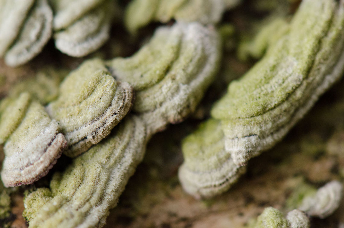 Tree rotter These are tiny in size, about 3mm, growing on a fallen tree. I have no idea which specie this is. Hairy bracket,Macro,Trametes gibbosa,Trametes hirsuta