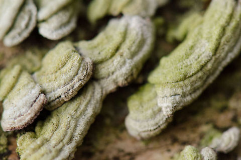 Tree rotter These are tiny in size, about 3mm, growing on a fallen tree. I have no idea which specie this is. Hairy bracket,Macro,Trametes gibbosa,Trametes hirsuta