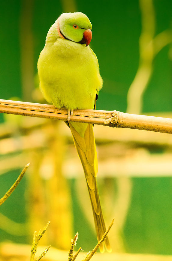 Alexandrine parakeet This photo shows how their tail is about 1.5 times the length of their body. Alexandrine parakeet,Geotagged,Papegaaienpark VeldHoven,Parrot Park Veldhoven,Psittacula eupatria,The Netherlands,birds