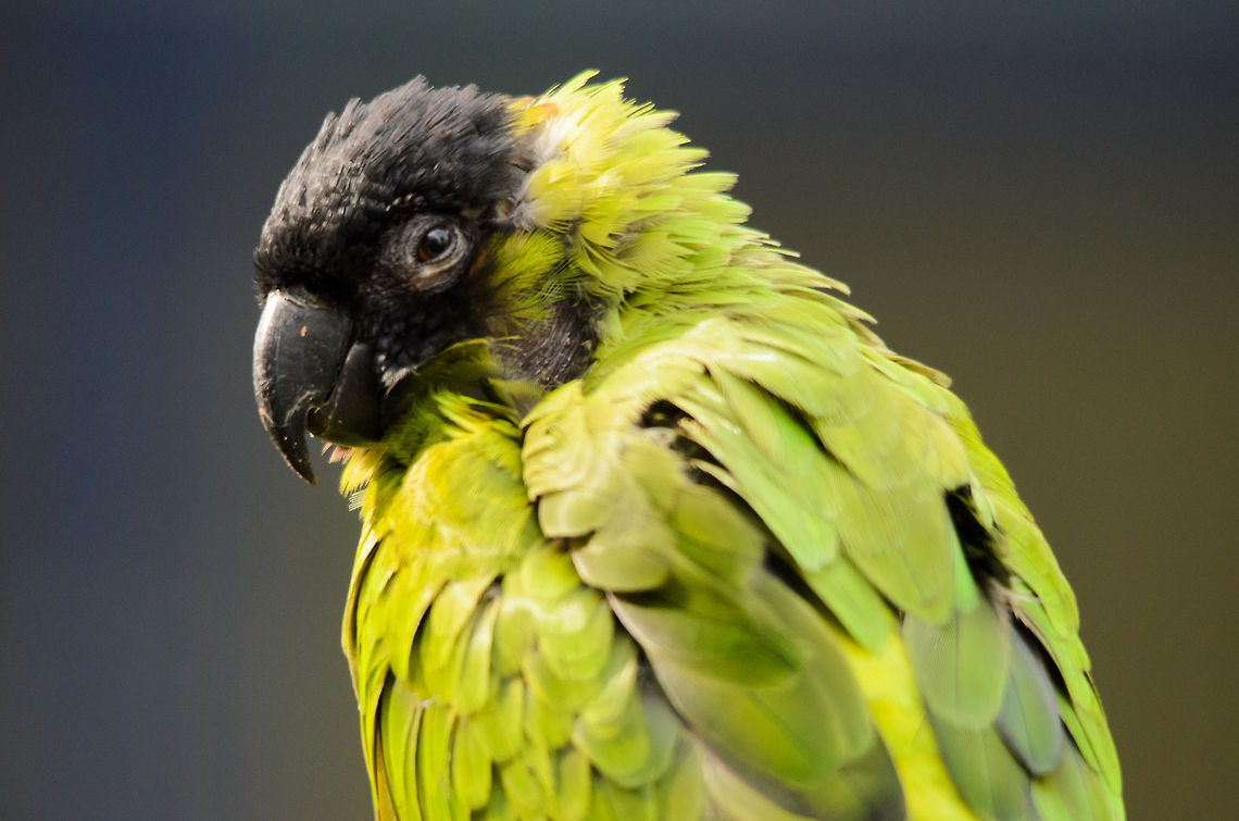 Nanday Parakeet No, I am not feeling cheery. Now please go away:) Geotagged,Nanday Parakeet,Nandayus nenday,Papegaaienpark VeldHoven,Parrot Park Veldhoven,The Netherlands,birds