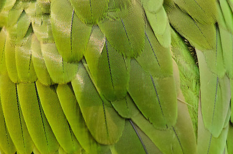 Red-crowned Amazon feather pack This feather pack is likely to call pattern interference on your display, similar to seeing somebody with a striped shirt on television. This effect is called moir&eacute;.  Amazona viridigenalis,Geotagged,Papegaaienpark VeldHoven,Parrot Park Veldhoven,Red-crowned Amazon,The Netherlands,birds