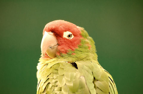 Red-crowned Amazon portrait  Amazona viridigenalis,Birds,Geotagged,Papegaaienpark VeldHoven,Parrot Park Veldhoven,Red-crowned Amazon,The Netherlands