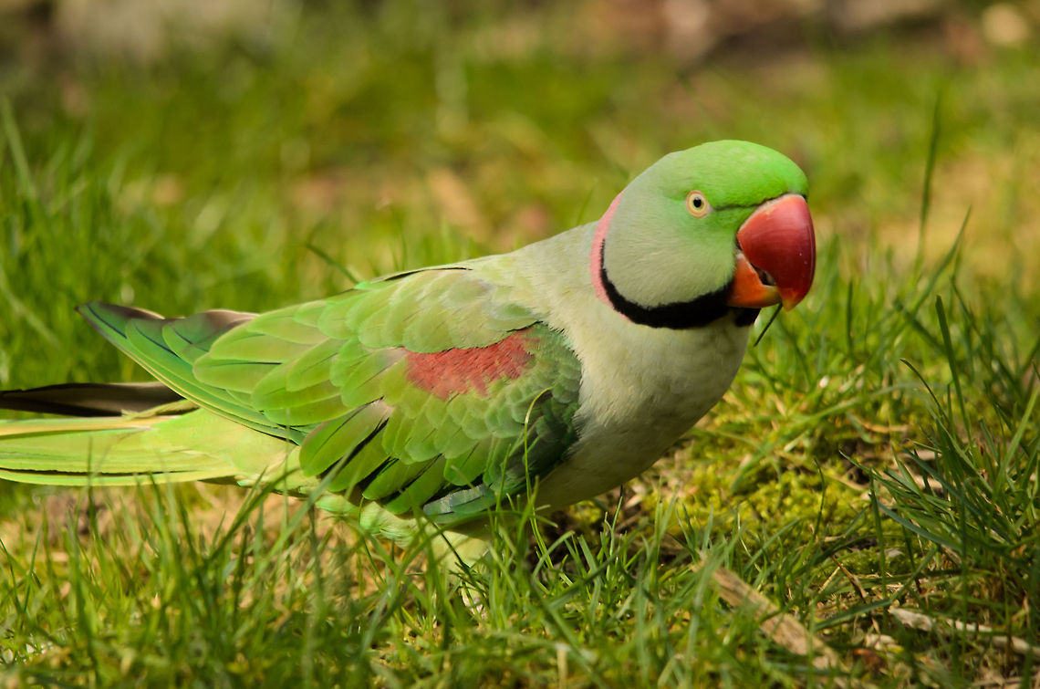 Rose-ringed Parakeet in the green  Alexandrine parakeet,Birds,Geotagged,Papegaaienpark VeldHoven,Parrot Park Veldhoven,Psittacula eupatria,The Netherlands