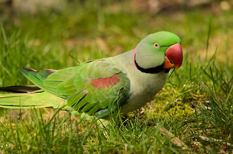 Rose-ringed Parakeet in the green  Alexandrine parakeet,Birds,Geotagged,Papegaaienpark VeldHoven,Parrot Park Veldhoven,Psittacula eupatria,The Netherlands
