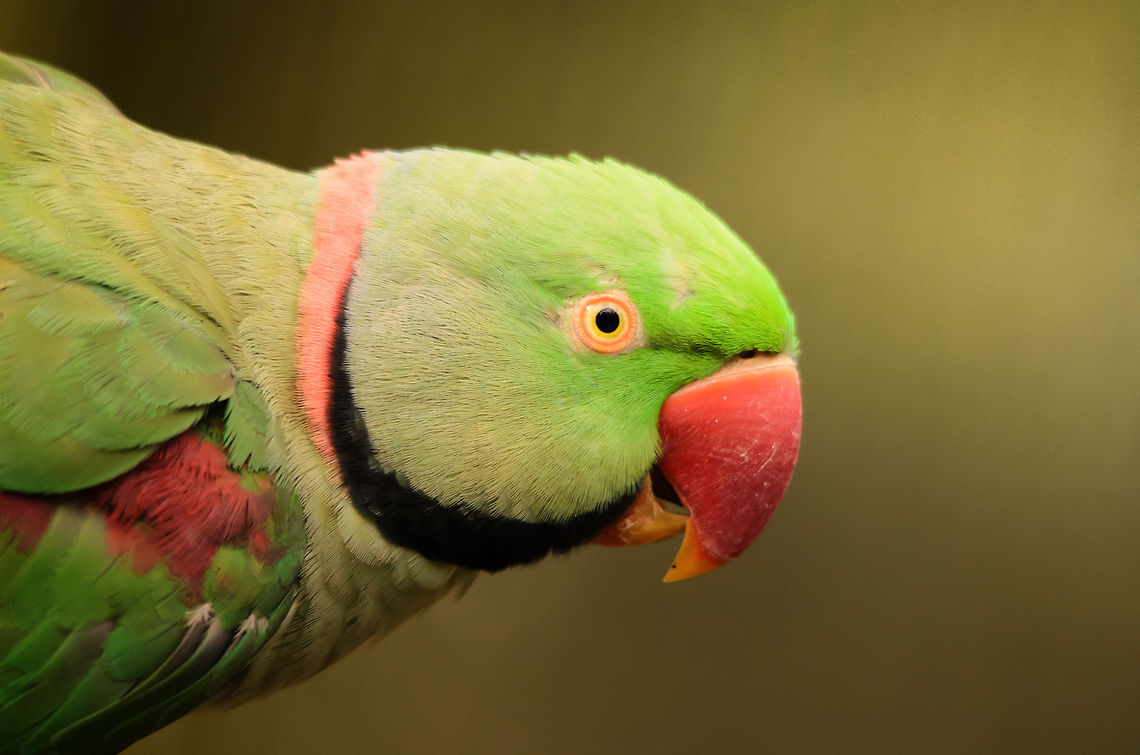 Rose-ringed Parakeet portrait  Alexandrine parakeet,Birds,Geotagged,Papegaaienpark VeldHoven,Parrot Park Veldhoven,Psittacula eupatria,The Netherlands