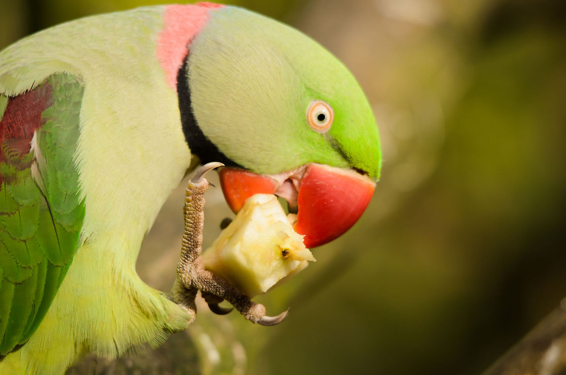 Rose-ringed Parakeet eating apple Don&#039;t underestimate the strength these parakeets have. This one jumped on my shoulder and kept biting an iron button on the shoulder pad of my coat. That iron is deformed now and the button no longer fits.  Alexandrine parakeet,Geotagged,Papegaaienpark VeldHoven,Parrot Park Veldhoven,Psittacula eupatria,The Netherlands,birds