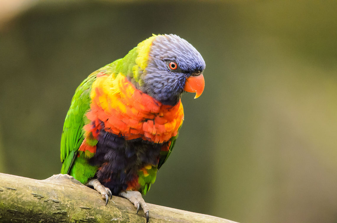 Rainbow Lorikeet - Swainson's Lorikeet, T. h. moluccanus There are twelve subspecies of the Rainbow Lorikeet, each looking only slightly different. For now, I hope this identification is enough, one certainly can see how they get their name :) Birds,Geotagged,Papegaaienpark VeldHoven,Parrot Park Veldhoven,Rainbow Lorikeet,Rainbow lorikeet,The Netherlands,Trichoglossus haematodus,Trichoglossus moluccanus