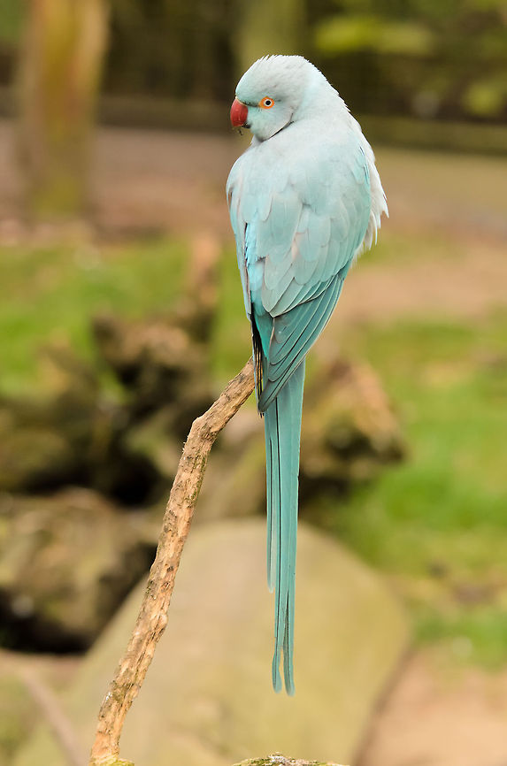 Look how pretty me iz  Birds,Geotagged,Papegaaienpark VeldHoven,Parrot Park Veldhoven,Psittacula krameri,Rose-ringed Parakeet,The Netherlands