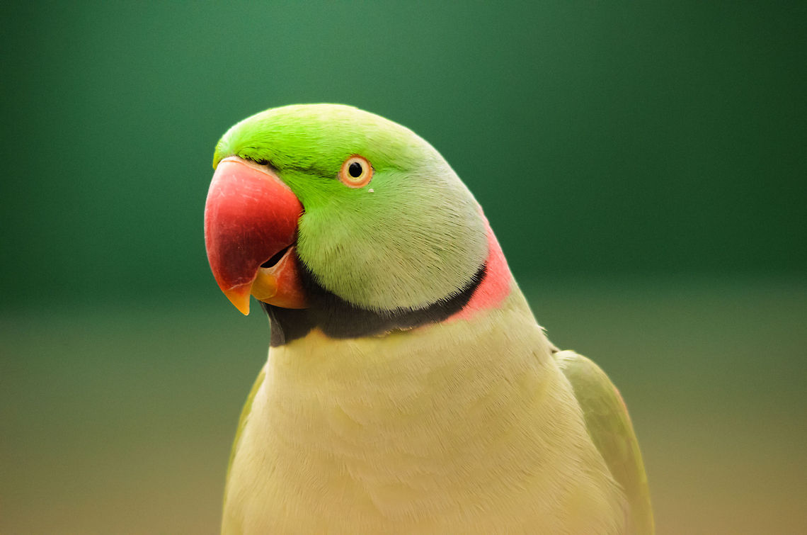 Rose-ringed Parakeet portrait  Alexandrine parakeet,Birds,Geotagged,Papegaaienpark VeldHoven,Parrot Park Veldhoven,Psittacula eupatria,The Netherlands