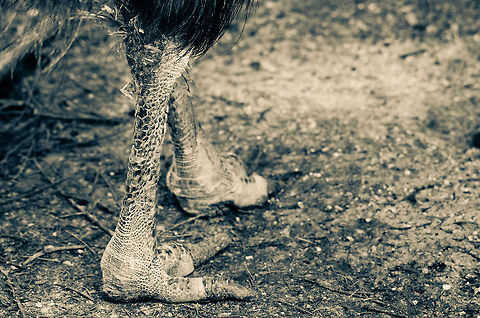 These boots are made for walking And killing. The large, prehistoric and lethal feet of the Southern Cassowary, a bird not to mess with. Birds,Casuarius casuarius,Papegaaienpark VeldHoven,Parrot Park Veldhoven,Southern Cassowary