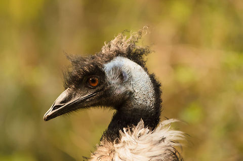 Emu on her way to prom  Dromaius novaehollandiae,Emu,Geotagged,Papegaaienpark VeldHoven,Parrot Park Veldhoven,The Netherlands