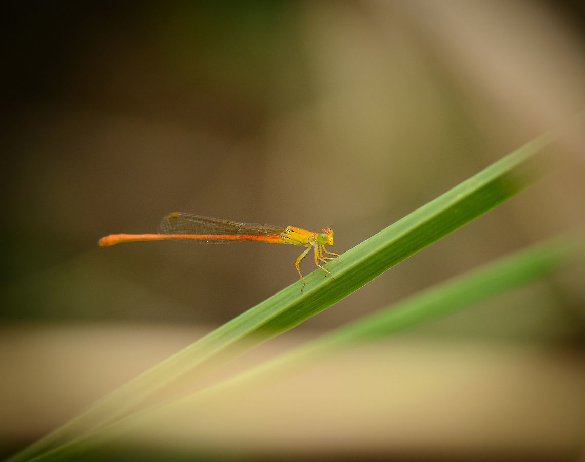 Vibrant damselfy in Ankarafantsika, Madagascar Found near the edge of the lake in Ankarafantsika. Species under investigation, help is very much welcome.<br />
Update: presumed species is the common citril (adult male), feel free to correct if I'm wrong. Africa,Ankarafantsika,Ceriagrion glabrum,Common Orange Damselfly,Geotagged,Madagascar,Madagascar North,Spring,World