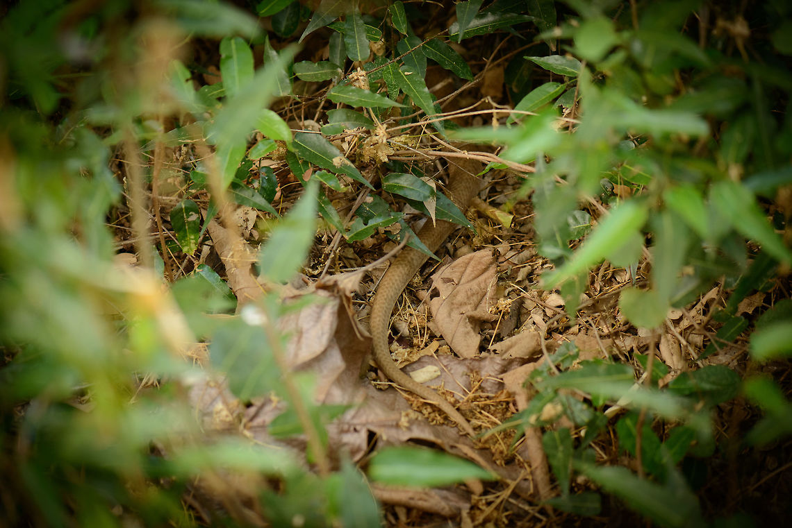 Speckled hognose snake escaping, Ankarafantsika, Madagascar A terrible photo but I'm wanting to share the story behind it. After our best day of our second trip to Madagascar with lots of luck in spotting species, I was in the zone. Despite being exhausted after two long hikes, I continued on my own around our bungalow to do some macro photography. <br />
<br />
I stationed myself along some shrubs that had many dragonflies and butterflies coming in and out. Yet after 20 minutes I got annoyed that none of them would settle, hence I put a step forward to carry on. With my foot in mid-air, I suddenly realized I was about to plant my foot on a snake. At the very same moment, the snake realized this as well, and shot away like an arrow. In a moment of both fear and reflex, I snapped this photo without looking in the general direction of the snake. Although I know Madagascan snakes are not venumous, I did ponder over the thought that this snake was just one step away from me for a solid 15 minutes, without either of us aware of each other's presence.<br />
<br />
After sharing the photo with my guide, he concluded it is a "Brown hog nose snake". I assume this means it's the Speckled hognose snake, the only of such snakes I could find from Madagascar.  Africa,Ankarafantsika,Geotagged,Leioheterodon madagascariensis,Madagascar,Madagascar North,Speckled hognose snake,Spring,World